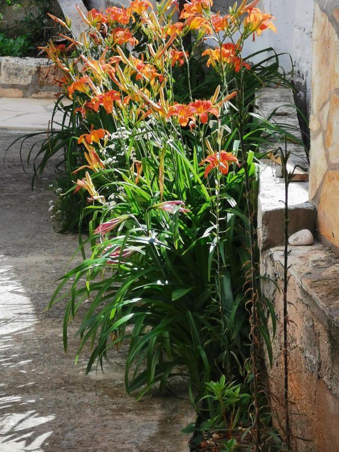 Bugenvila โรกอซนิซา ภายนอก รูปภาพ